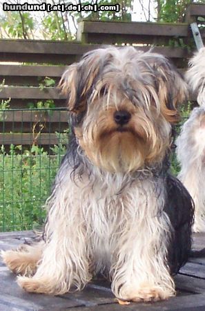 Yorkshire Terrier Hunde Foto 5600 Yorkshire Terrier Bastian 9 m