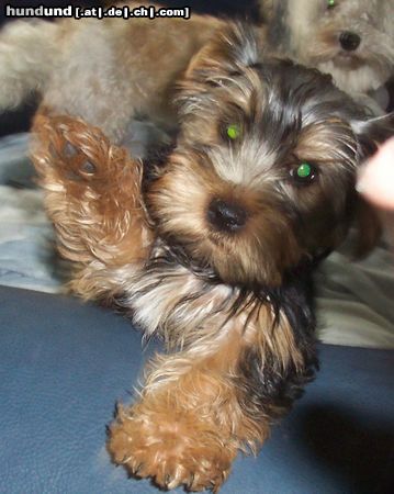 Yorkshire Terrier Hunde Foto 6236 Yorkshire Terrier Bastian 4,5 m