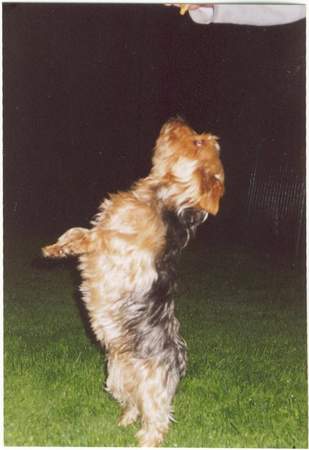 Yorkshire Terrier Hunde Foto 856 Yorkshire Terrier Benni