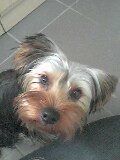 Yorkshire Terrier Hunde Foto 29894 Yorkshire Terrier hallo, ich bin mokka!
