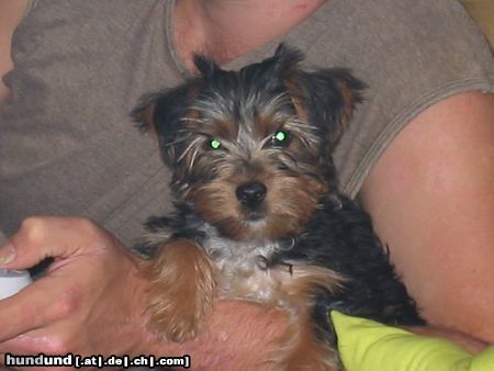 Yorkshire Terrier Hunde Foto 14441 Yorkshire Terrier Felix mit 14 Wochen