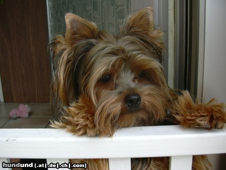 Yorkshire Terrier Hunde Foto 16572 Yorkshire Terrier Mein Traum....