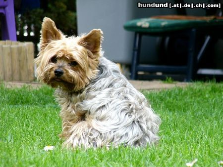 Yorkshire Terrier Hunde Foto 11727 Yorkshire Terrier Dusty 7 Jahre