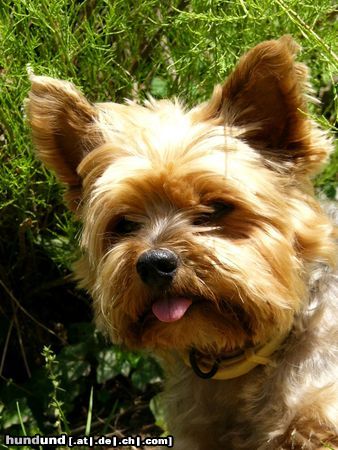 Yorkshire Terrier Hunde Foto 12443 Yorkshire Terrier Mein Lieblingsfoto von Dusty