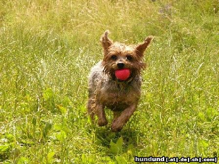 Yorkshire Terrier Hunde Foto 12444 Yorkshire Terrier Dusty in Action