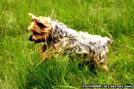Yorkshire Terrier Hunde Foto 11725 Yorkshire Terrier Dusty 7 Jahre und noch Topfit!