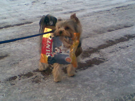 Yorkshire Terrier Hunde Foto 40838 in höherer Auflösung ansehen Yorkshire Terrier Sammy trägt seine Leckerlis
