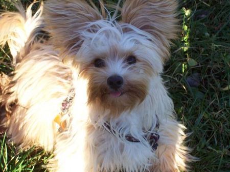 Yorkshire Terrier Hunde Foto 36404 Yorkshire Terrier der kleine pegasus