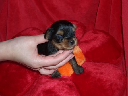 Yorkshire Terrier Hunde Foto 38484 Yorkshire Terrier