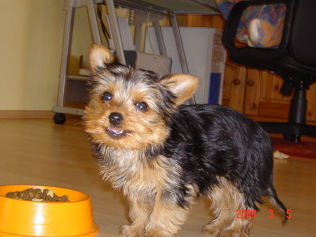 Yorkshire Terrier Hunde Foto 32262 Yorkshire Terrier Micki