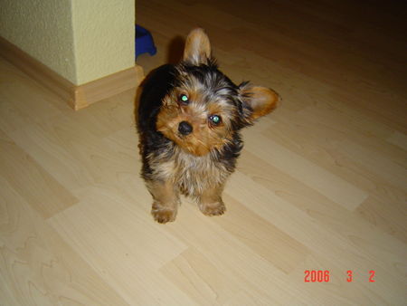 Yorkshire Terrier Hunde Foto 32265 Yorkshire Terrier Micki 3 Monate alt