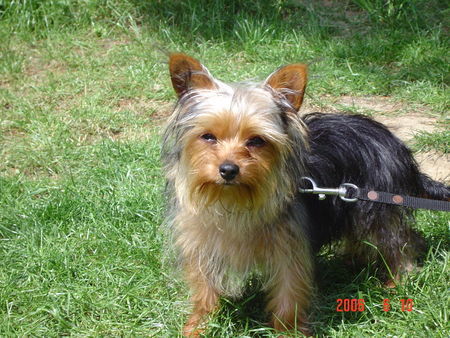 Yorkshire Terrier Hunde Foto 32268 Yorkshire Terrier Micki