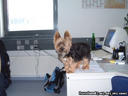 Yorkshire Terrier Hunde Foto 9123 Yorkshire Terrier Bonnie beim Arbeiten