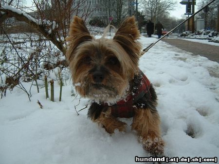 Yorkshire Terrier Hunde Foto 9124 Yorkshire Terrier Bonnie im Schnee 1