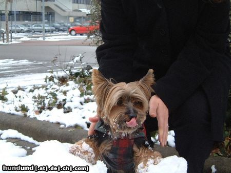 Yorkshire Terrier Hunde Foto 9126 Yorkshire Terrier Bonnie im Schnee 3
