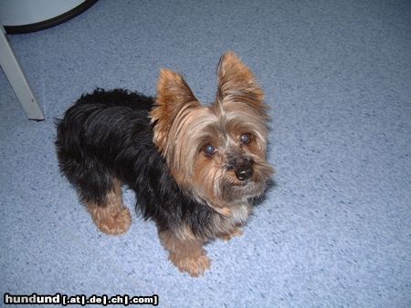 Yorkshire Terrier Hunde Foto 9127 Yorkshire Terrier Bonnie möchte in den Arm genommen werden