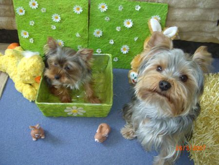 Yorkshire Terrier Hunde Foto 38172 in höherer Auflösung ansehen Yorkshire Terrier Sammy und Amy nehmen ein Sonnenbad