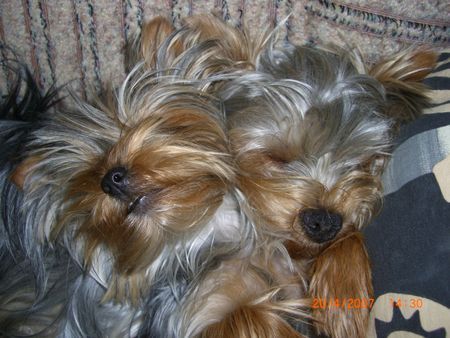 Yorkshire Terrier Hunde Foto 38753 in höherer Auflösung ansehen Yorkshire Terrier Sammy und Amy schlafen