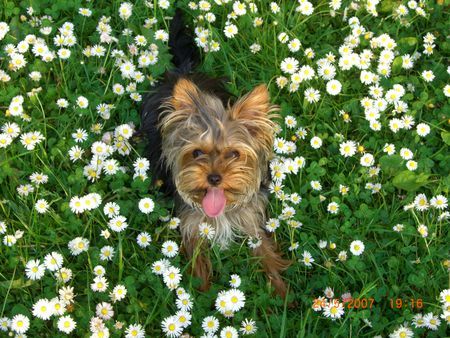 Yorkshire Terrier Hunde Foto 38751 in höherer Auflösung ansehen Yorkshire Terrier Amy 11 Monate das ist meine Lieblingswiese