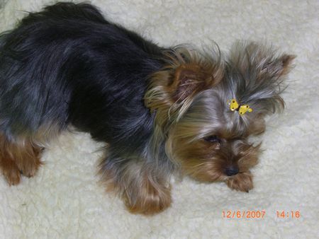 Yorkshire Terrier Hunde Foto 38765 in höherer Auflösung ansehen Yorkshire Terrier Amy fühlt sich wohl