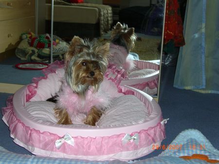 Yorkshire Terrier Hunde Foto 38766 in höherer Auflösung ansehen Yorkshire Terrier Amy fühlt sich wohl