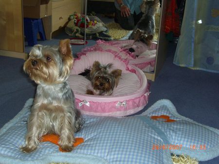 Yorkshire Terrier Hunde Foto 38752 in höherer Auflösung ansehen Yorkshire Terrier Sammy und Amy