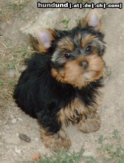 Yorkshire Terrier Hunde Foto 13784 Yorkshire Terrier Kiki