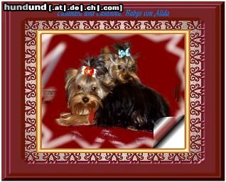 Yorkshire Terrier Hunde Foto 14838 Yorkshire Terrier Das sind Casandra & Casanova !