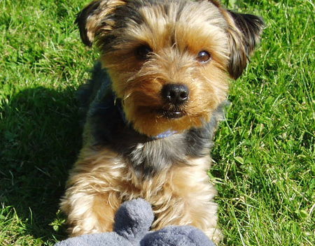 Yorkshire Terrier Hunde Foto 35914 in höherer Auflösung ansehen Yorkshire Terrier Mamas Liebling