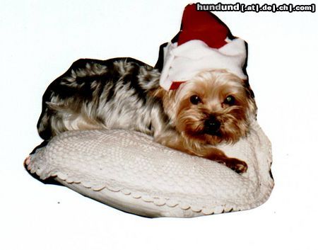Yorkshire Terrier Hunde Foto 11457 Yorkshire Terrier Unser Filou, das Fotomodell
