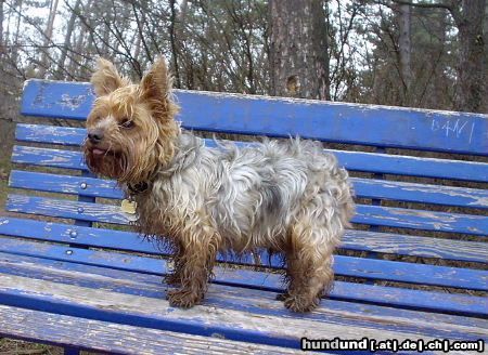 Yorkshire Terrier Hunde Foto 7338 Yorkshire Terrier Dusty, mein kleiner Dreckspatz