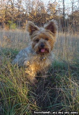 Yorkshire Terrier Hunde Foto 7339 Yorkshire Terrier Mein kleiner Liebling Dusty