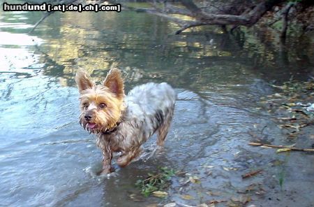 Yorkshire Terrier Hunde Foto 7340 Yorkshire Terrier Dusty bei seiner Lieblingbeschäftigung: Im Wasser plantschen