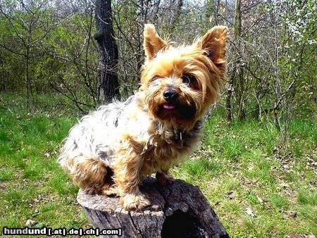 Yorkshire Terrier Hunde Foto 10680 Yorkshire Terrier Dusty 7 Jahre während eines Walsspaziergangs