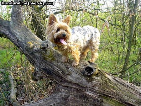 Yorkshire Terrier Hunde Foto 10681 Yorkshire Terrier Dusty 7 Jahre während eines Walsspaziergangs