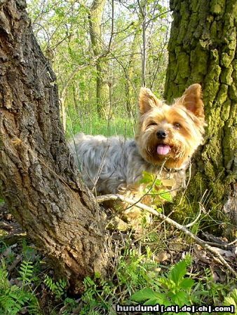 Yorkshire Terrier Hunde Foto 10679 Yorkshire Terrier Dusty 7 Jahre während eines Walsspaziergangs