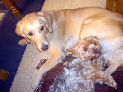 Yorkshire Terrier Hunde Foto 2595 Yorkshire Terrier Dusty und Ginger beim kuscheln