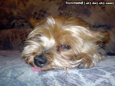 Yorkshire Terrier Hunde Foto 2985 Yorkshire Terrier Dusty alias
