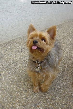 Yorkshire Terrier Hunde Foto 3229 Yorkshire Terrier Dusty