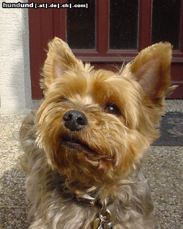 Yorkshire Terrier Hunde Foto 3228 Yorkshire Terrier Dusty