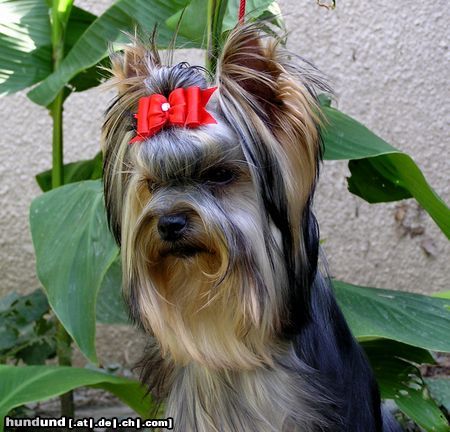 Yorkshire Terrier Hunde Foto 14709 Yorkshire Terrier USHUAÏA DEÏS ORCHIDEÜS Ich spreche deutsch