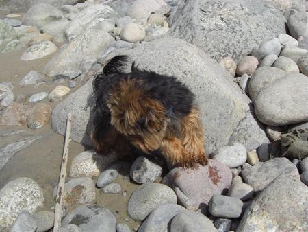 Yorkshire Terrier Hunde Foto 43619 Yorkshire Terrier Strand DK