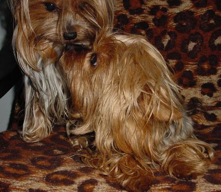 Yorkshire Terrier Hunde Foto 2303 Yorkshire Terrier Dandy & Babett