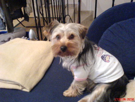 Yorkshire Terrier Hunde Foto 29895 in höherer Auflösung ansehen Yorkshire Terrier mokka trägt ihr lieblingsshirt
