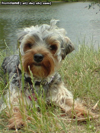 Yorkshire Terrier krümel