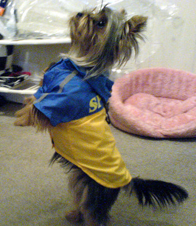 Yorkshire Terrier Hunde Foto 38991 in höherer Auflösung ansehen Yorkshire Terrier Amy im neuen Regenmantel.