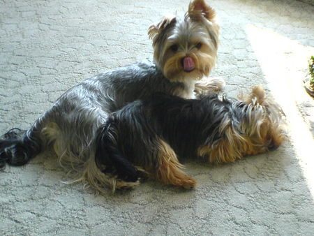 Yorkshire Terrier Hunde Foto 38992 in höherer Auflösung ansehen Yorkshire Terrier Sammy und Amy