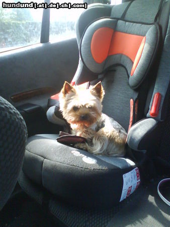 Yorkshire Terrier Mein Platz im Auto