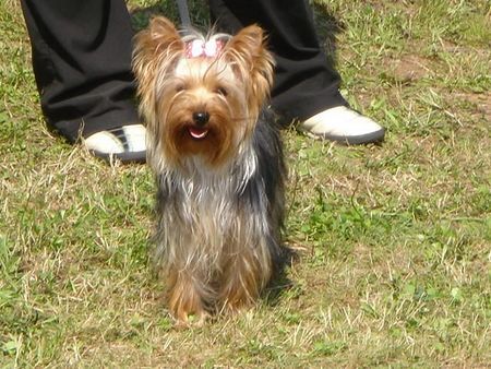 Yorkshire Terrier Hunde Foto 28882 Yorkshire Terrier Unsere Lilly