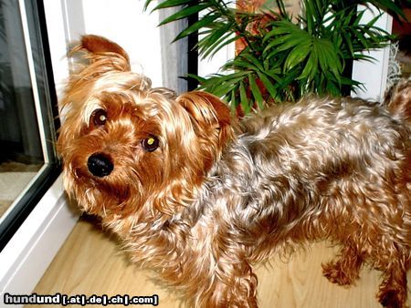 Yorkshire Terrier Hunde Foto 9445 Yorkshire Terrier der dino
